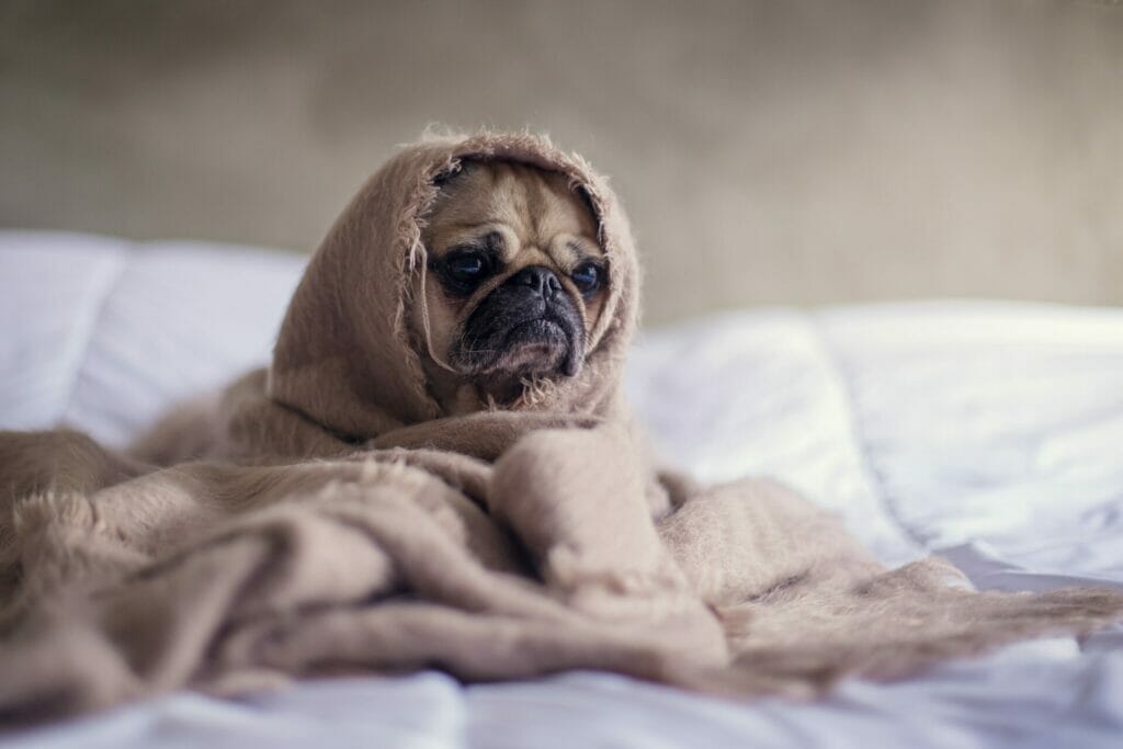 sadpuppy